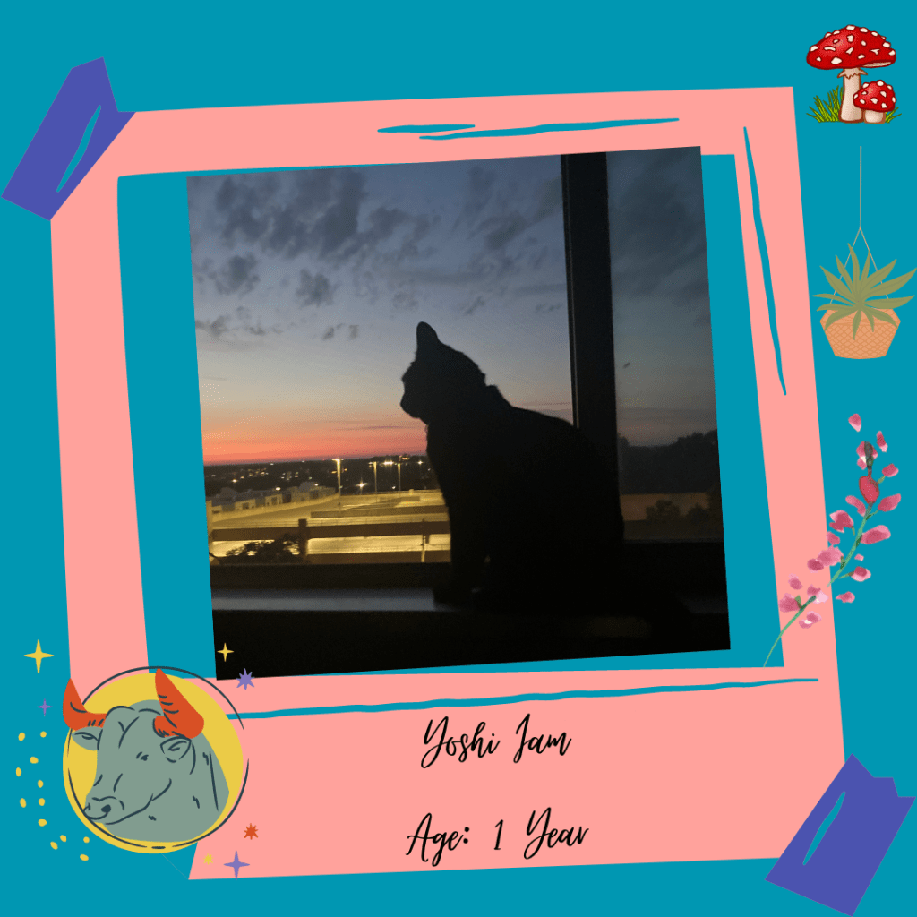 My Cat Comforts&nbsp;Me